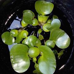 メダカの水草 ホテイ草 ３株