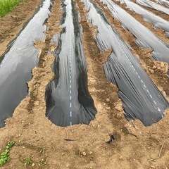 さつまいも植え付け収穫体験　空豆あげます