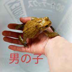 更新カエル ♂♀ペア、ケージ込み