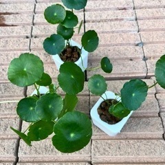ウォーターコインカップ