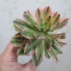 アエオニウム　3種類セットの画像