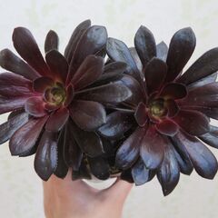 アエオニウム　3種類セットの画像