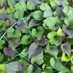③🍠安納芋🌱苗10本400円🌱サツマイモ🍠実りの秋に🍂
