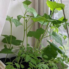 お野菜 ◆ 苗