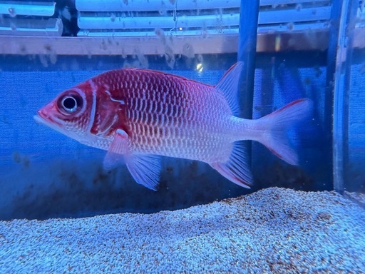 観賞魚　クラカケエビス　海水魚