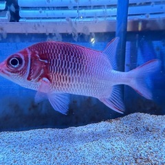 観賞魚　クラカケエビス　海水魚