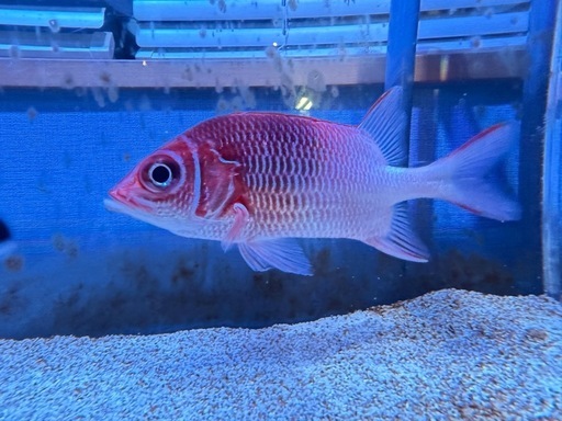 観賞魚　クラカケエビス　海水魚