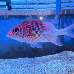 観賞魚　クラカケエビス　海水魚の画像