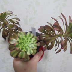 アエオニウム　祝融の画像