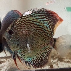ディスカス