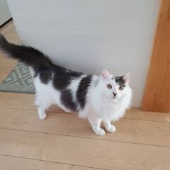 迷い猫見かけたらご連絡お願いします
