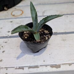 アガベアメリカーナ 中、小の画像