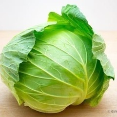 中　早生キャベツ数限定