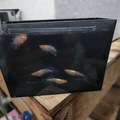 メダカ ハイビスカスの画像