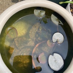 睡蓮 ゴンネール     