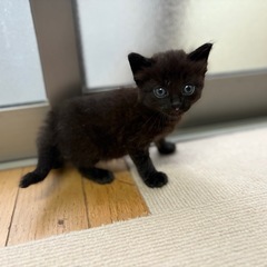 可愛い黒猫ちゃん
