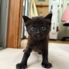 可愛い黒猫ちゃん - 猫