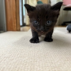 可愛い黒猫ちゃん - 安芸市