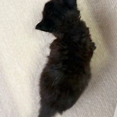 可愛い黒猫ちゃん − 高知県