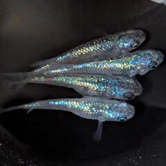 ネプチューンメダカ有精卵20個+α