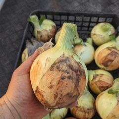 高崎産！サラダでも甘い採れたて新玉ねぎ！3kg