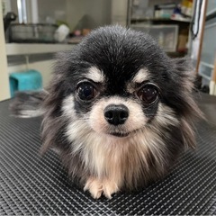いったん募集を停止させて頂きます。