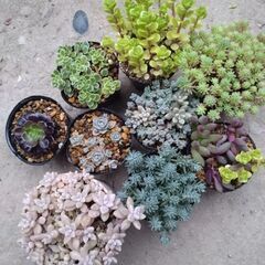 お話し中　多肉植物セット☆