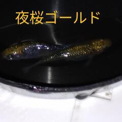 夜桜ゴールドめだか✨有精卵✨