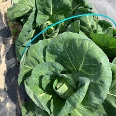 家庭菜園のみさきキャベツ