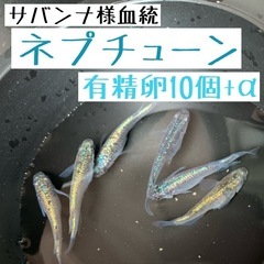 有精卵10個+α【ネプチューンメダカ】サバンナ様血統！《1名さま...
