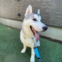 シベリアンハスキー　オス　2歳