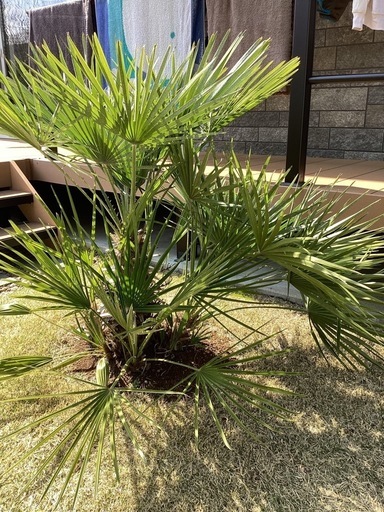 ロックガーデン　ドライガーデンにチャメロップス