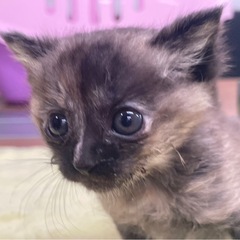 子猫　里親募集