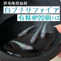 有精卵20個+α【白ブチラメサファイアメダカ】静楽庵様血統！　ブ...