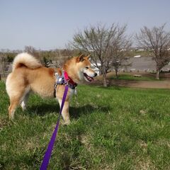 柴犬好きの方、公園でご一緒に！