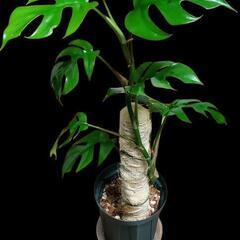 ラフィドフォラテトラステルマパラゴン②の画像