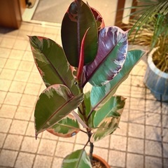 観葉植物　フィカス・ティネケ　高さ120cm　8号の鉢付きの画像