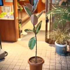 観葉植物　フィカス・ティネケ　高さ120cm　8号の鉢付きの画像