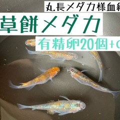 有精卵20個+α【草餅メダカ】有名メダカブリーダー！長丸メダカ様...