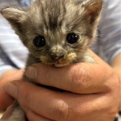 急募　子猫里親 お引渡決定