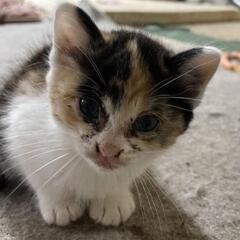 育児放棄された子猫(代理投稿)