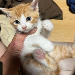 茶白可愛い猫