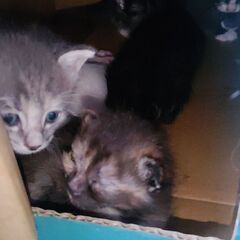４月末に生まれた子ねこです