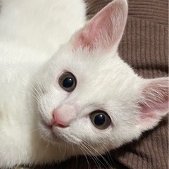 新しい家族を募集してます