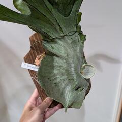 大株！！ビカクシダ　スパーバム (P. Superbum)　観葉植物　コウモリラン　インテリアグリーンの画像