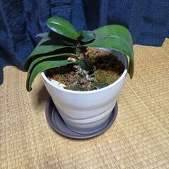 胡蝶蘭 苗(花芽1本)花苗 洋ランの苗1