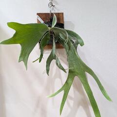 ビカクシダ　ギンカ(P. ginka)　観葉植物　コウモリラン