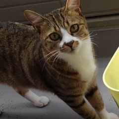 オス猫　キジトラ　去勢済み