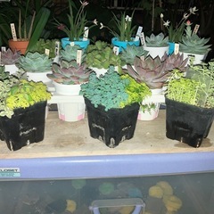多肉の寄植えに使える一石二鳥セットだよｯ!