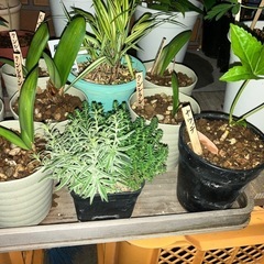 多肉の寄植えに使える一石二鳥セットだよｯ!の画像